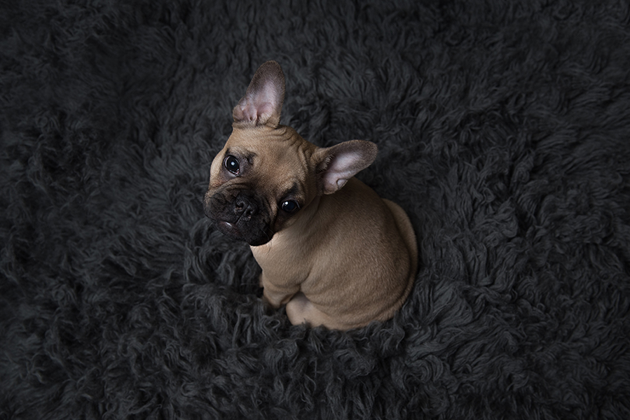 Dog Photography Sheffield England