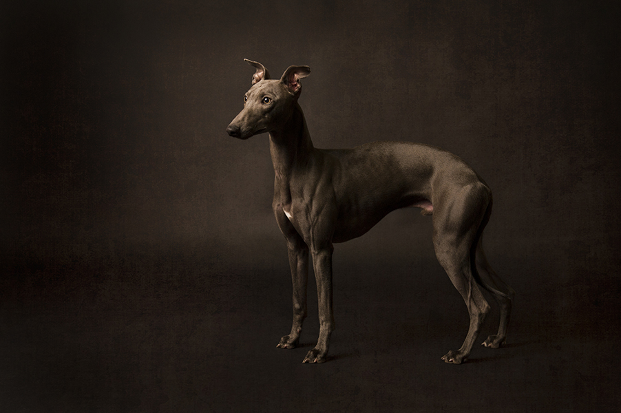 Pet Photographer South Yorkshire